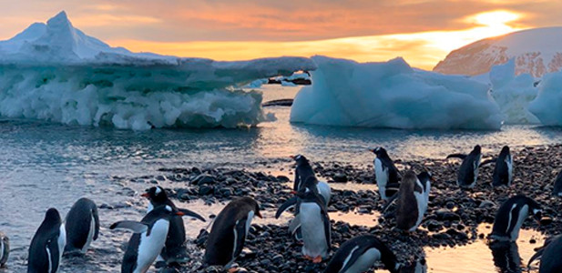 Các chuyên gia thuộc dự án "Âm thanh vùng cực" đã công bố trực tuyến hơn 50 đoạn âm thanh thu được từ các động vật có vú ở biển cũng như hoạt động địa chất ở Bắc Cực và Nam Cực.