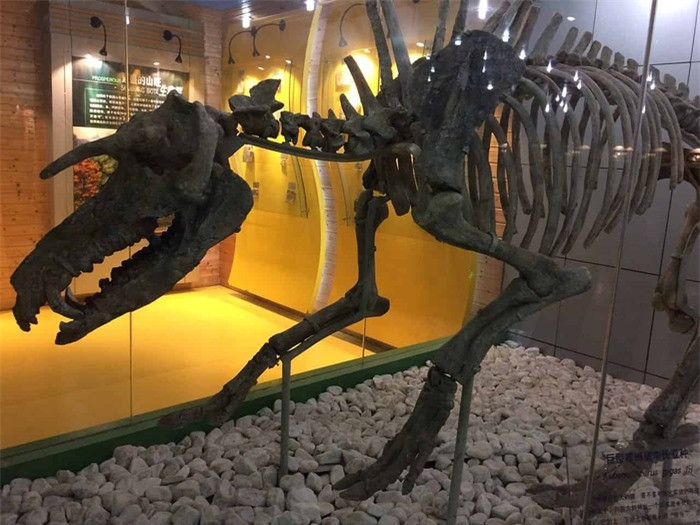 Loai lon co xua co sung giong nhu ky lan trong than thoai-Hinh-2