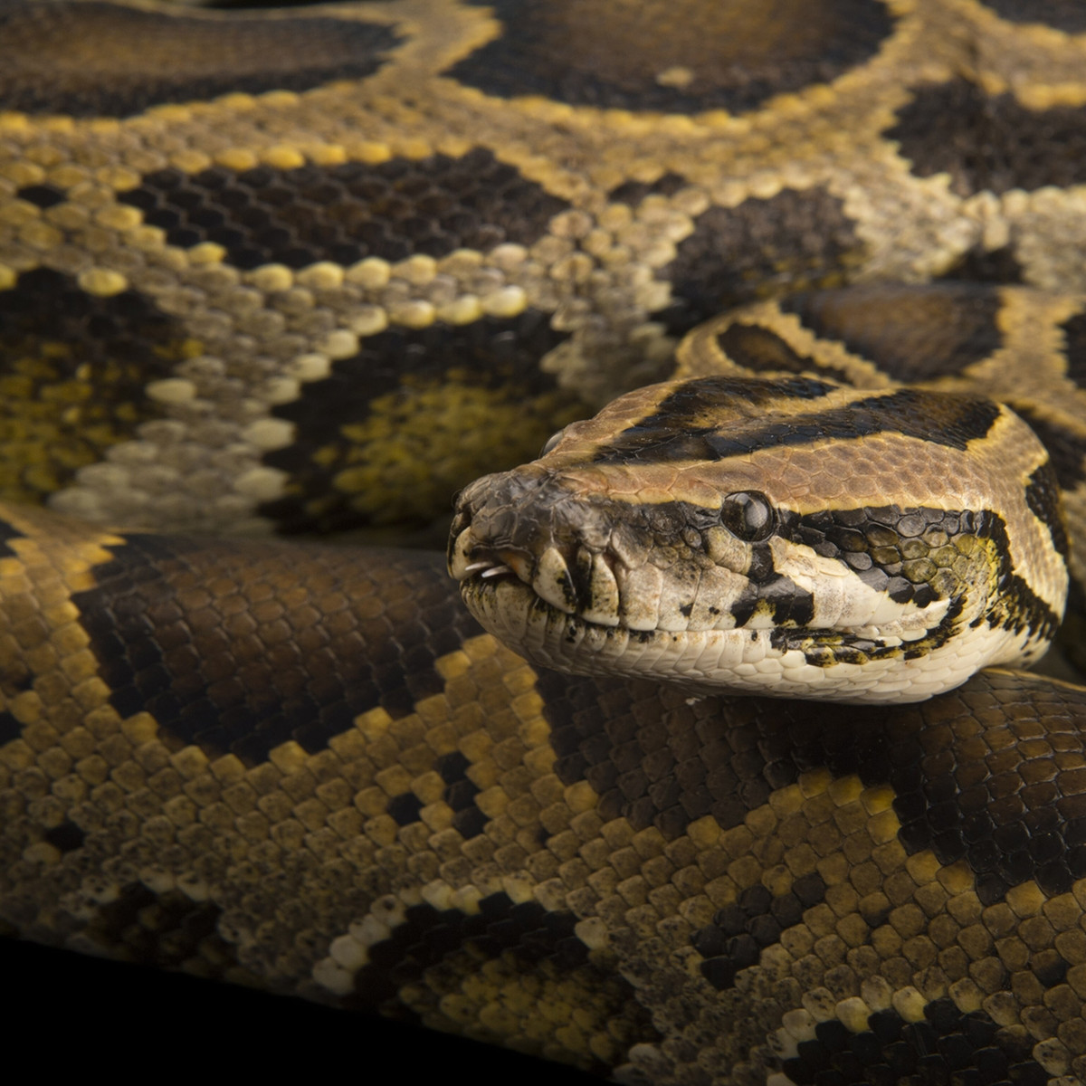 Trăn đất (tên khoa học Python bivittatus) nằm trong sách đỏ Việt Nam. Chúng thuộc nhóm IIB trong danh mục động vật rừng nguy cấp quý hiếm.