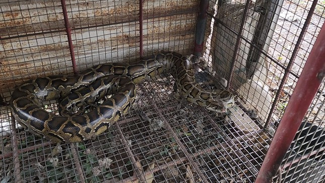 Ông Nguyễn Thanh Phi giao nộp con trăn đất cái nặng khoảng 21 kg, dài hơn 3m. Ông cho hay con vật này được một người cháu của ông Phi nuôi làm cảnh trong hơn 5 năm qua.