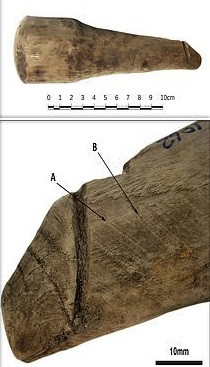 Cổ vật được Đại học Newcastle và Đại học Dublin cùng giám định. Các chuyên gia tin rằng đây là đồ chơi người lớn đầu tiên làm bằng gỗ từng được thu thập từ thời kỳ La Mã.
