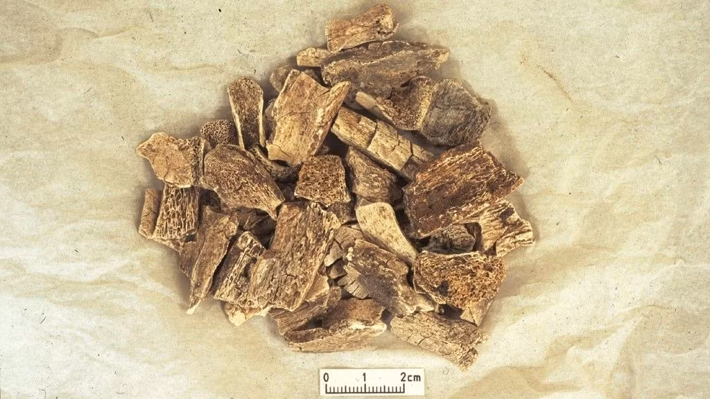 Cụ thể, trong nghiên cứu mới công bố, các chuyên gia phát hiện chiến binh người Viking đã mang theo những người bạn đồng hành là động vật trong các cuộc chinh chiến xa nhà.