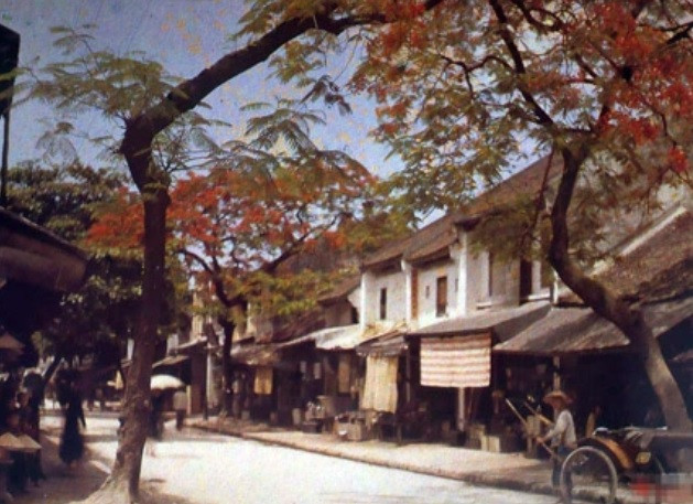 Hai hàng cây phương nở rộ ở trên phố Hàng Thiếc, Hà Nội, Việt Nam năm 1915.