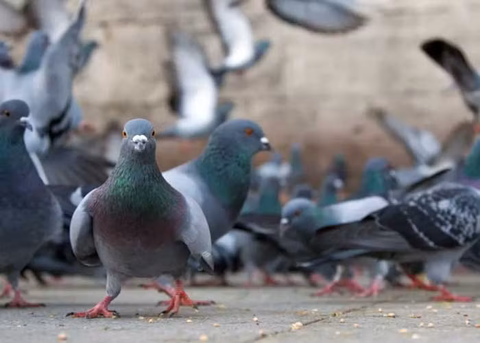 Tuy nhiên, tài liệu trên không đề cập đến nhiệm vụ trên đạt được hiệu quả như thế nào. Ngoài ra, công chúng cũng tò mò CIA đã triển khai bao nhiêu chim bồ câu làm nhiệm vụ gián điệp cũng như chúng đã thu thập được những thông tin tình báo giá trị nào. Tuy nhiên, những bí ẩn này vẫn chưa được làm sáng.