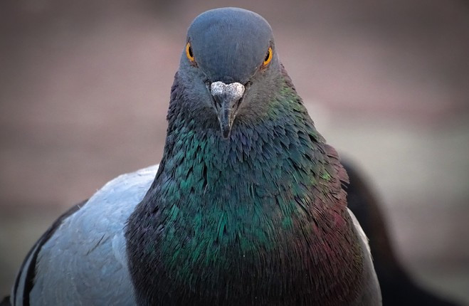 Mỹ dự định sử dụng chim bồ câu để thực hiện các nhiệm vụ tình báo ở Liên Xô. Các tập tài liệu giải mật chỉ ra rằng những con chim sẽ được bí mật vận chuyển đến thủ đô Moscow.