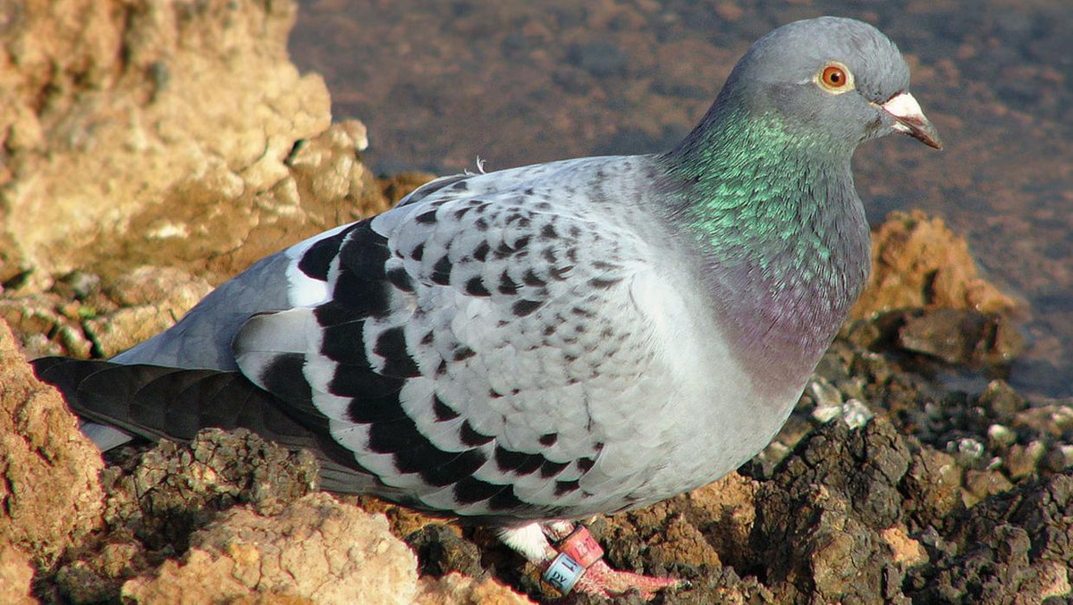 Ngoài ra, CIA còn xem xét liệu những con chim di cư có thể được sử dụng để lắp đặt cảm biến dò tìm để kiểm tra xem Liên Xô có thử nghiệm vũ khí hóa học hay không.