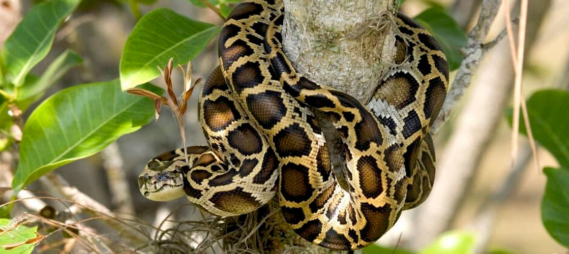 Thức ăn ưa thích của trăn đất là loài gặm nhấm, hươu nai, chim, ếch nhái và bò sát. Hiện số lượng loài trăn quý hiếm này suy giảm mạnh do mất nơi cư trú và bị săn bắn trái phép.