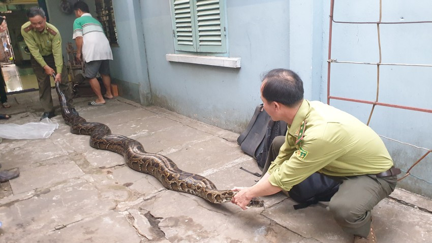 Ông Quốc cho biết một số người đã trả giá cao hỏi mua con trăn đất nặng 63 kg của ông để lấy mỡ và nấu cao. Tuy nhiên, gia đình ông không đồng ý.