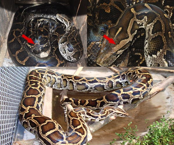 Loài trăn đất có thói quen đi kiếm ăn vào ban đêm. Vào mùa Hè, chúng thích ngâm mình trong nước.