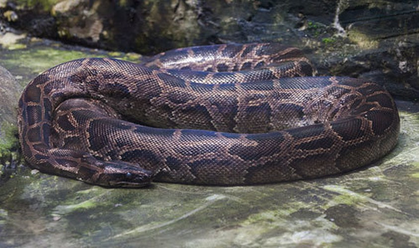 Trăn đất có tên khoa học là Python bivittatus, thuộc nhóm IIB trong danh mục động vật rừng nguy cấp quý hiếm. Chúng cũng nằm trong Sách Đỏ Việt Nam, thuộc nhóm động vật nghiêm cấm khai thác và sử dụng.