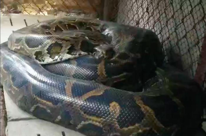 Vào ngày 15/2, đại diện Chi cục Kiểm lâm TPHCM cho biết, đơn vị mới tiếp nhận một con trăn đất dài 4,5m và nặng 63 kg do gia đình ông Nguyễn Đình Quốc (55 tuổi, ngụ huyện Hóc Môn) bàn giao.