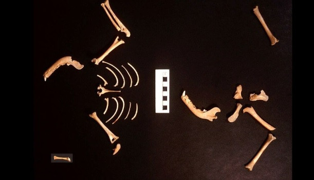 Việc đặt hòn đá trong miệng của hài cốt trẻ em khiến giới khoa học tò mò vì sao người xưa lại làm như vậy.