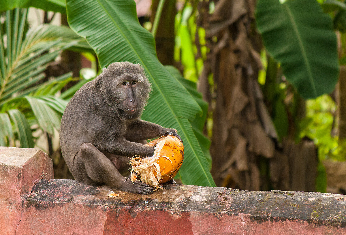 Thêm nữa, loài khỉ quý hiếm này thuộc Phụ lục II CITES – Hạn chế khai thác, buôn bán quốc tế vì mục đích thương mại.