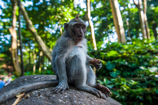 Thức ăn chủ yếu của khỉ đuôi dài gồm: quả, hạt, nõn cây, lá và động vật như côn trùng, ếch, nhái, cua…. Chúng hoạt động vào ban ngày và trên cây. Loài này bơi rất giỏi và thường nhảy xuống nước từ cành cây. Khỉ đuôi dài là loài khỉ có tuổi thọ cao nhất, có thể sống tới 37 năm.