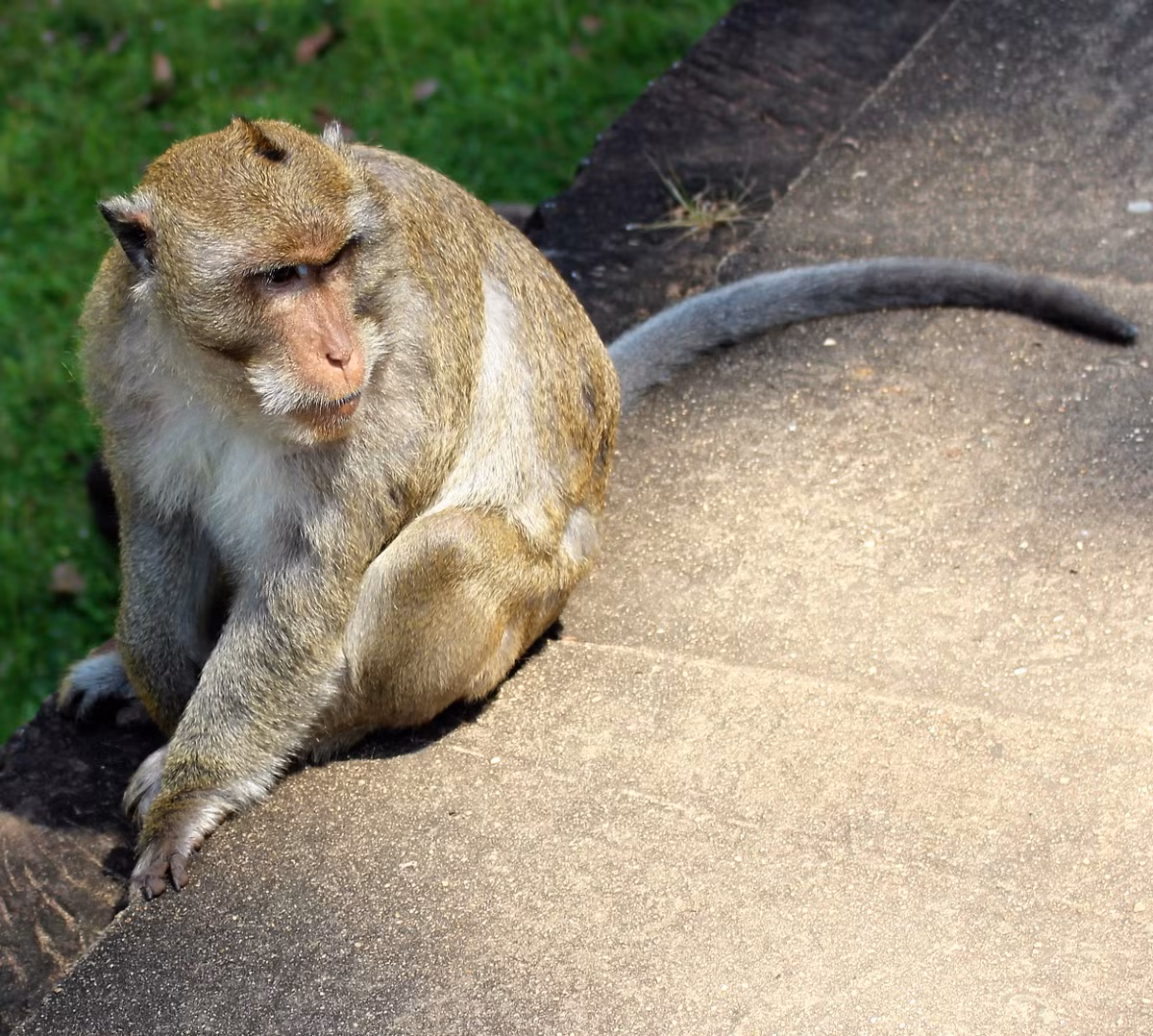 Khi trưởng thành, khỉ đuôi dài có thể đạt chiều dài đuôi ở mức tối đa là 65 cm. Đuôi của chúng có thể gần gần bằng hoặc hơn chiều dài cơ thể.