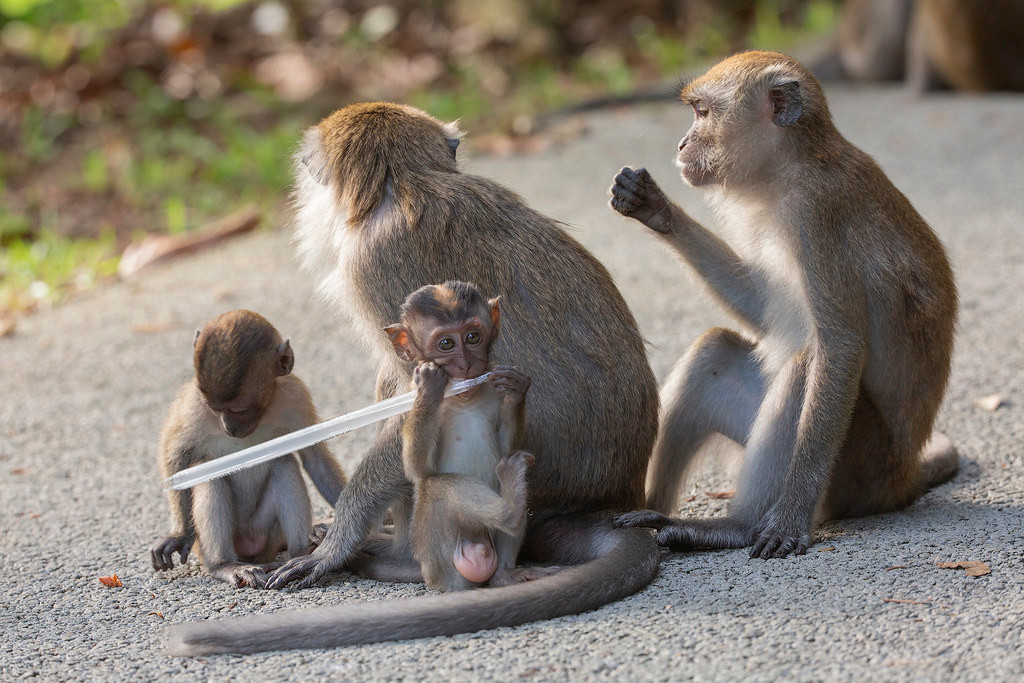 Khỉ đuôi dài thuộc Nhóm IIB – Nhóm động vật rừng nguy cấp, quý, hiếm bị hạn chế khai thác, sử dụng vì mục đích thương mại theo quy định tại Nghị định số 32/2006/NĐ-CP ngày 30/3/2006 của Chính phủ về quản lý thực vật rừng, động vật rừng nguy cấp, quý hiếm.