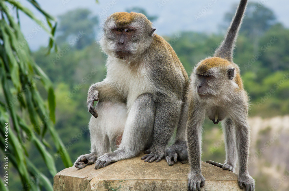 Căn cứ vào hình ảnh mà người dân chụp được, một cán bộ thuộc Chi cục kiểm lâm TP.HCM cho biết qua hình ảnh người dân cung cấp, con vật hung hăng trên là cá thể khỉ đuôi dài, có tên khoa học là Macaca fascicularis.