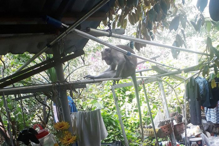 Nhiều người dân sống tại khu vực phường Phú Thuận (quận 7) đã nhìn thấy một con khỉ đuôi dài đu đường dây điện và chạy trên mái nhà trong những ngày qua. Thậm chí, con khỉ này thỉnh thoảng leo vào nhà dân tìm thức ăn khiến nhiều người lo lắng.