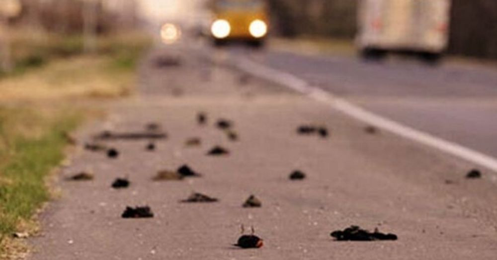 Theo các ghi chép, hiện tượng chim tự sát hàng loạt xảy ra tại làng Jatinga trong hơn 100 năm qua. Ngay cả những loài chim bản địa và chim di cư cũng chết trong các cuộc tự sát tập thể kỳ bí này.