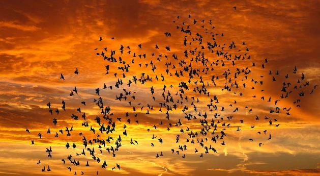 Một bí ẩn khó giải khác xảy ra ở ngôi làng Jatinga, bang Assam. Cứ đến tháng 9 - 11 hàng năm, người dân không khỏi lo lắng, bất an khi thấy hàng trăm con chim lao từ trên trời xuống đất hoặc đâm vào các tòa nhà, cây cối dẫn đến những cái chết đau lòng. Sự việc kỳ bí này thường xảy ra trong khoảng thời gian từ 7 - 10h tối.