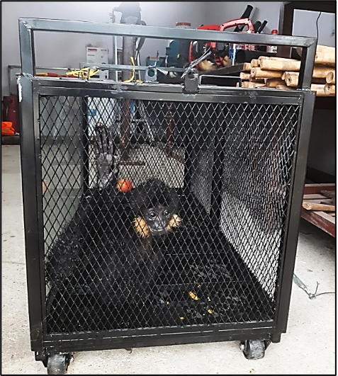 Sau đó, Hạt Kiểm lâm Hòa Vang bàn giao cá thể vượn đen má hung trên cho Chi cục Kiểm lâm Đà Nẵng. Do loài này không phân bố tại Đà Nẵng nên phía kiểm lâm đang lên phương án cứu hộ tái thả cá thể vượn đen má hung về tự nhiên.