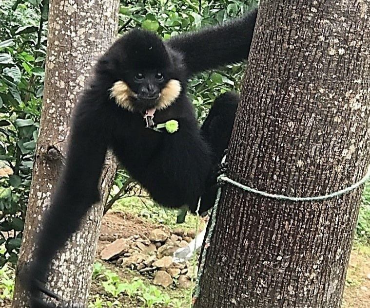 Đó là cá thể vượn đen má hung đực, đã trưởng thành và nặng 3 kg. Sức khỏe của nó bình thường. Sau khi nhận được tin báo, lực lượng chức năng đã bắt giữ cá thể vượn đen má hung trên.