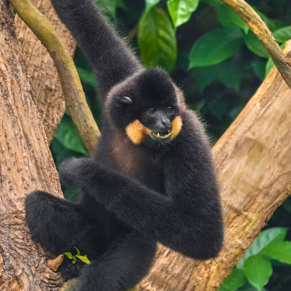 Vượn đen má hung là loài động vật rừng thuộc danh mục loài nguy cấp, quý hiếm nên không thuộc thẩm quyền xử lý của Hạt Kiểm lâm Hòa Vang. Đây là lần đầu tiên loài này được phát hiện tại Đà Nẵng, không rõ nguồn gốc và không xác định được chủ quản lý.