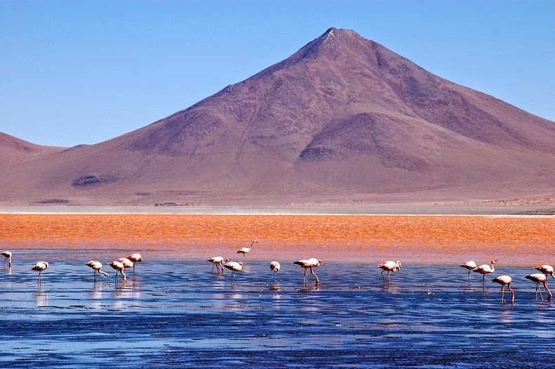 Bên cạnh màu nước nổi bật, hồ Laguna Colorada còn gây chú ý khi nhiệt độ của nước luôn duy trì trong khoảng 38 - 49 độ C. Điều này khiến rất ít sinh vật có thể sinh tồn trong môi trường khắc nghiệt đó.