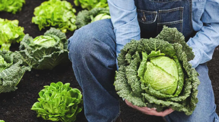 10. Có thể giúp thanh lọc máu: Bắp cải là một trong những loại rau lá xanh được biết đến nhiều nhất giàu chất chống oxy hóa. Bắp cải giúp thanh lọc máu, có thể ngăn ngừa một số vấn đề về sức khỏe liên quan đến máu như huyết áp cao. Ảnh: HL.