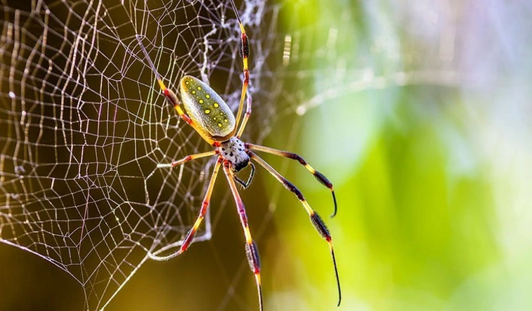 To nhen co the ho tro dieu tri ung thu