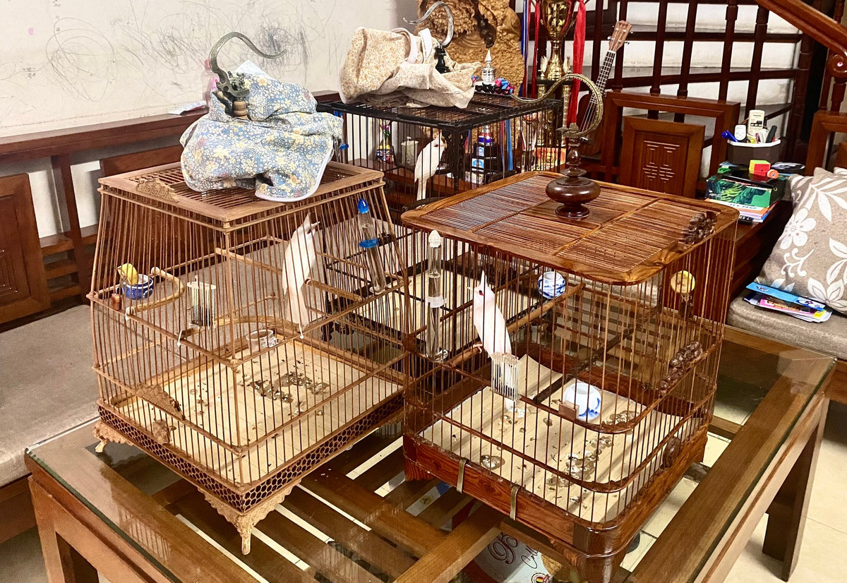 Hàng ngày, anh thường cho các "đấu sĩ" chào mào đấu tập với nhau khoảng 15 phút để rèn luyện bản năng chiến đấu của chúng. 