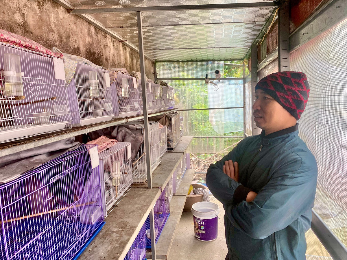 Trại chim còn có một khu vực riêng để nuôi những con chim chào mào mới lớn, đang tập hót. Tại đây, mỗi con chim đều được nuôi tách biệt trong một lồng. Sau khi "tốt nghiệp", chúng mới được chuyển sang khu vực chuồng nuôi tập trung để ở cùng những con khác.