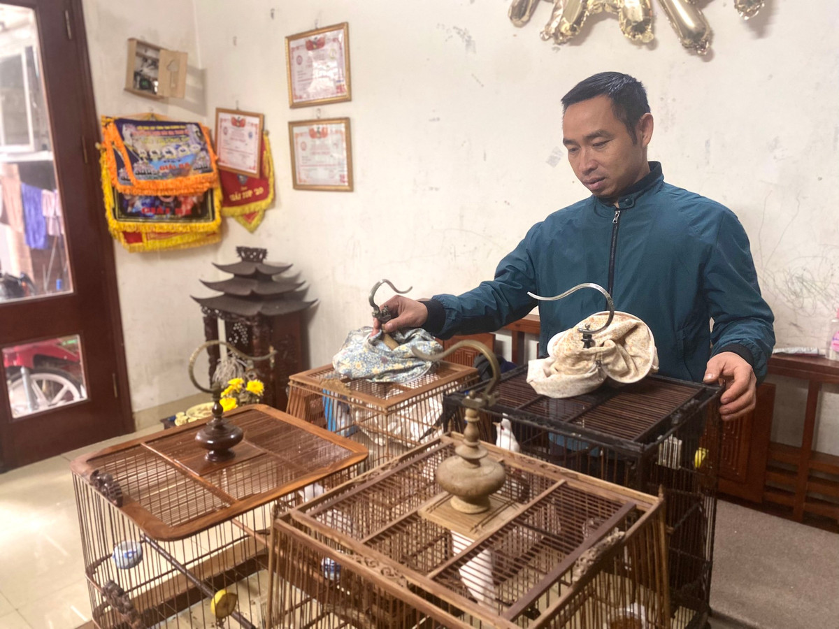 Những con chim chất lượng nhất tại trại sẽ được anh Huy mang về nhà trực tiếp chăm nuôi và huấn luyện để tham gia các giải chim chào mào đấu hót.