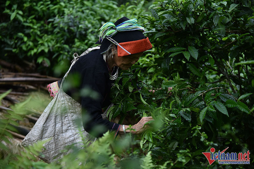 Nang cao gia tri “kho vang xanh” 1,1 trieu tan cua Viet Nam-Hinh-2