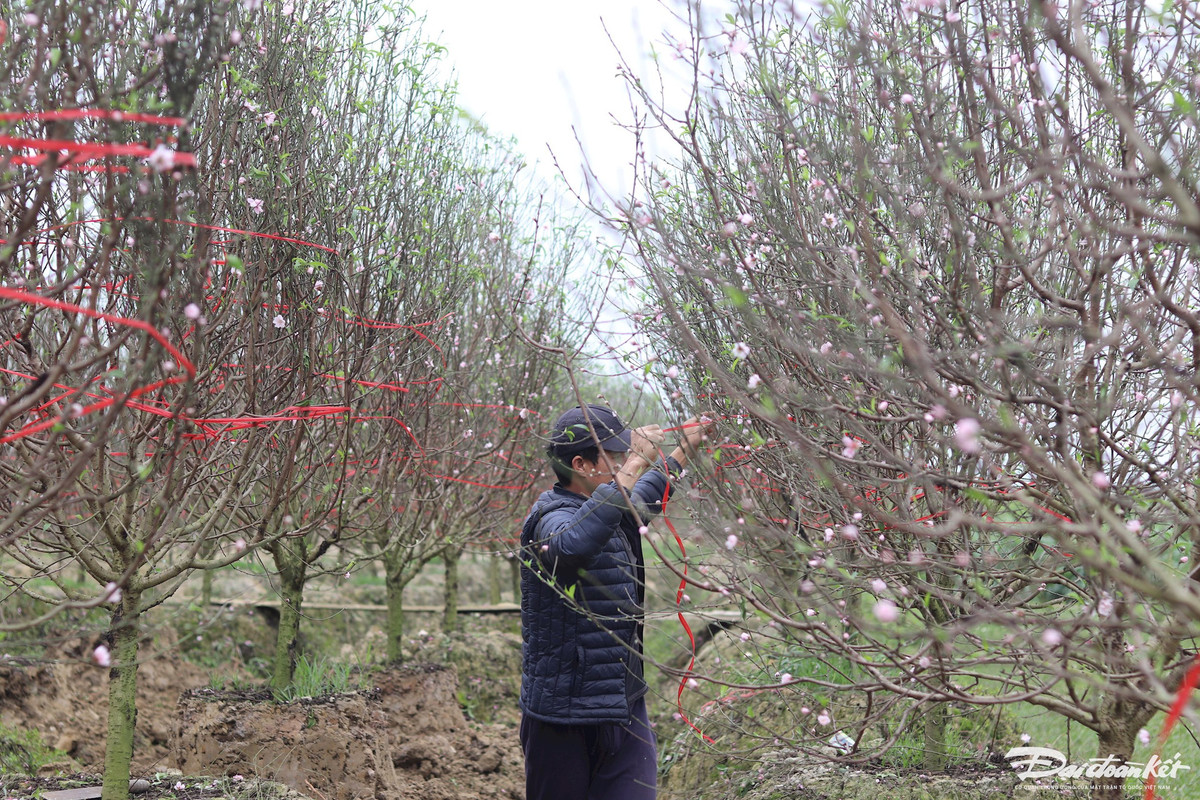 Khi khách hàng chọn được cây ưng ý, các chủ vườn sẽ dùng dây buộc để đánh dấu chủ nhân. Ảnh: Đình Minh.