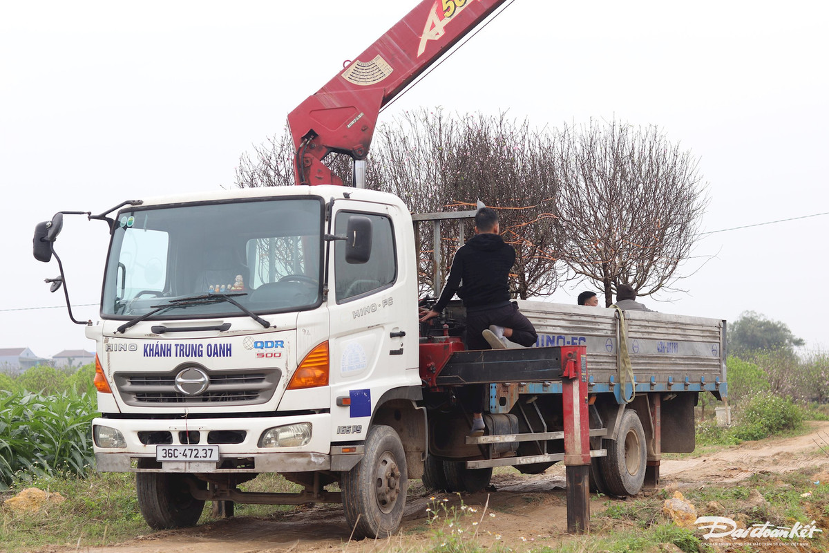 Sau khi được mang lên xe tải, các gốc đào phai kép này sẽ được mang tới những địa điểm đã được đặt trước. Ảnh: Đình Minh.