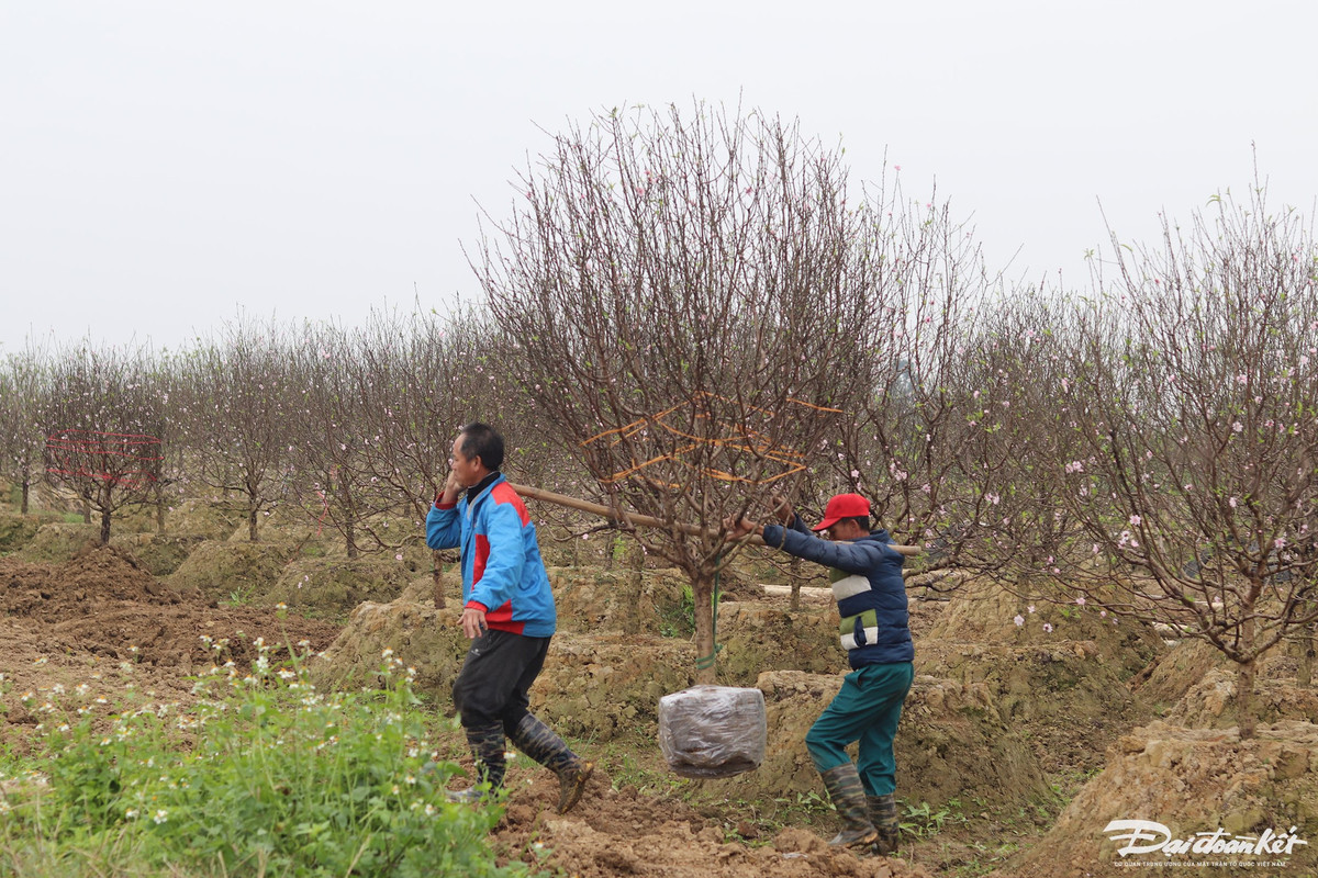 Cận Tết, các chủ vườn thường thuê lao động tại địa phương với mức giá 500.000 đồng/ngày để làm các công việc như bứng gốc, gánh đào lên xe tải.