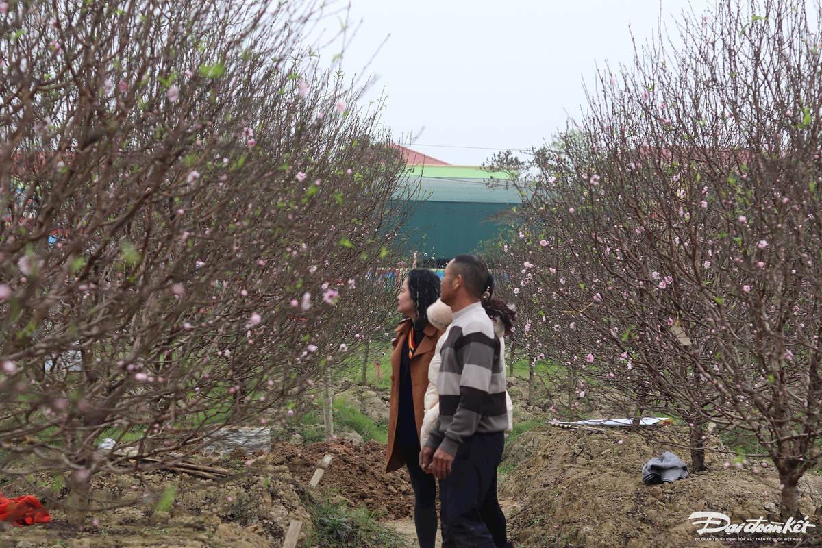 Thời điểm này, tại các vườn đào ở Quảng Chính, người dân từ khắp nơi đổ về để chọn những cây đào ưng ý. Ảnh: Đình Minh