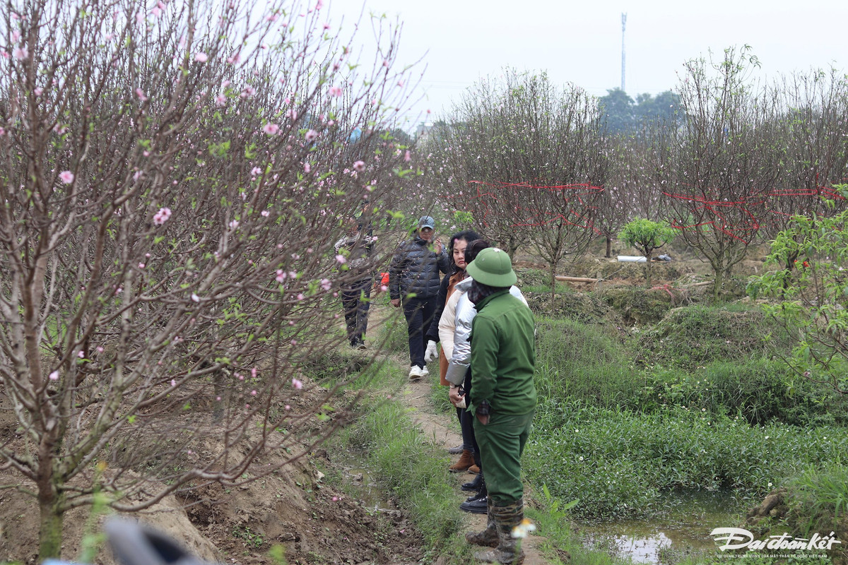 Trồng nhiều nhất hiện nay là thôn Thanh Xuân với 8 ha, các thôn Chính Đa và Phú Lương mỗi thôn 6 ha. Ảnh: Đình Minh.