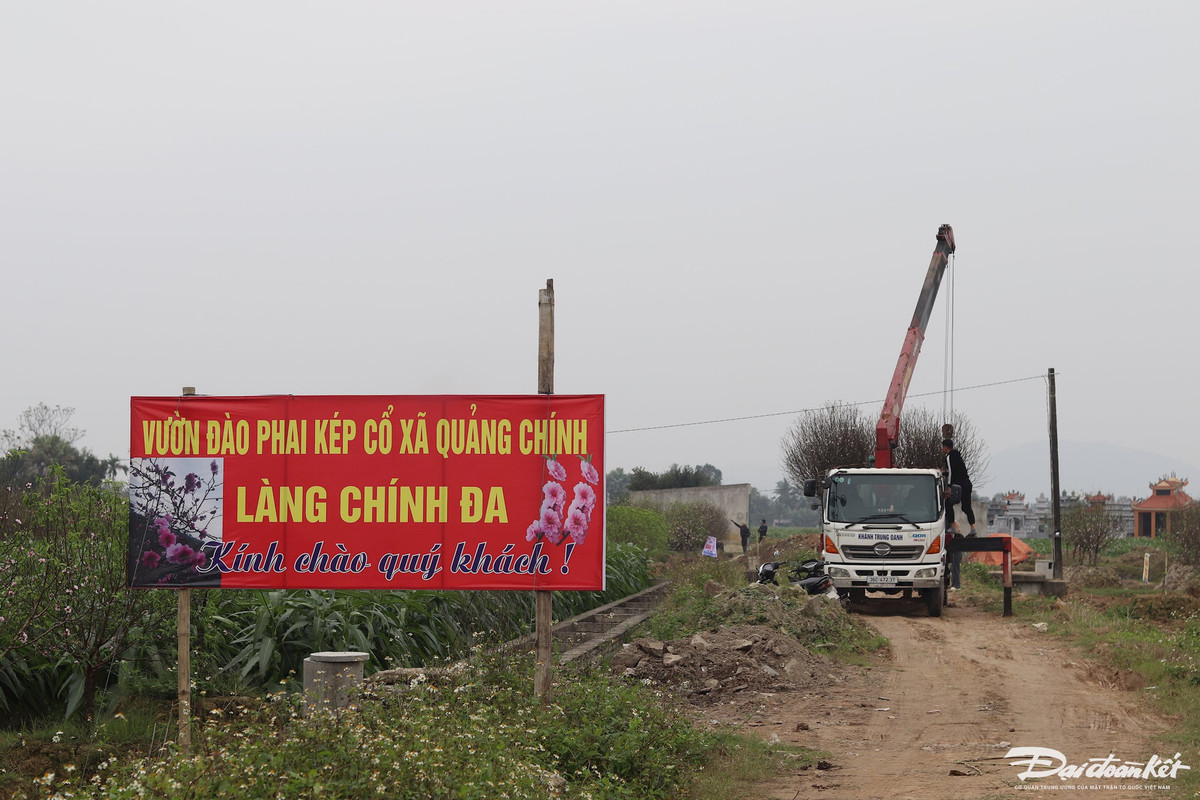Những ngày này, về xã Quảng Chính, không khí Tết thật rộn ràng. Từng đoàn xe nối đuôi nhau tấp nập về đây để chọn những cành đào phai đẹp nhất. Ảnh: Đình Minh.