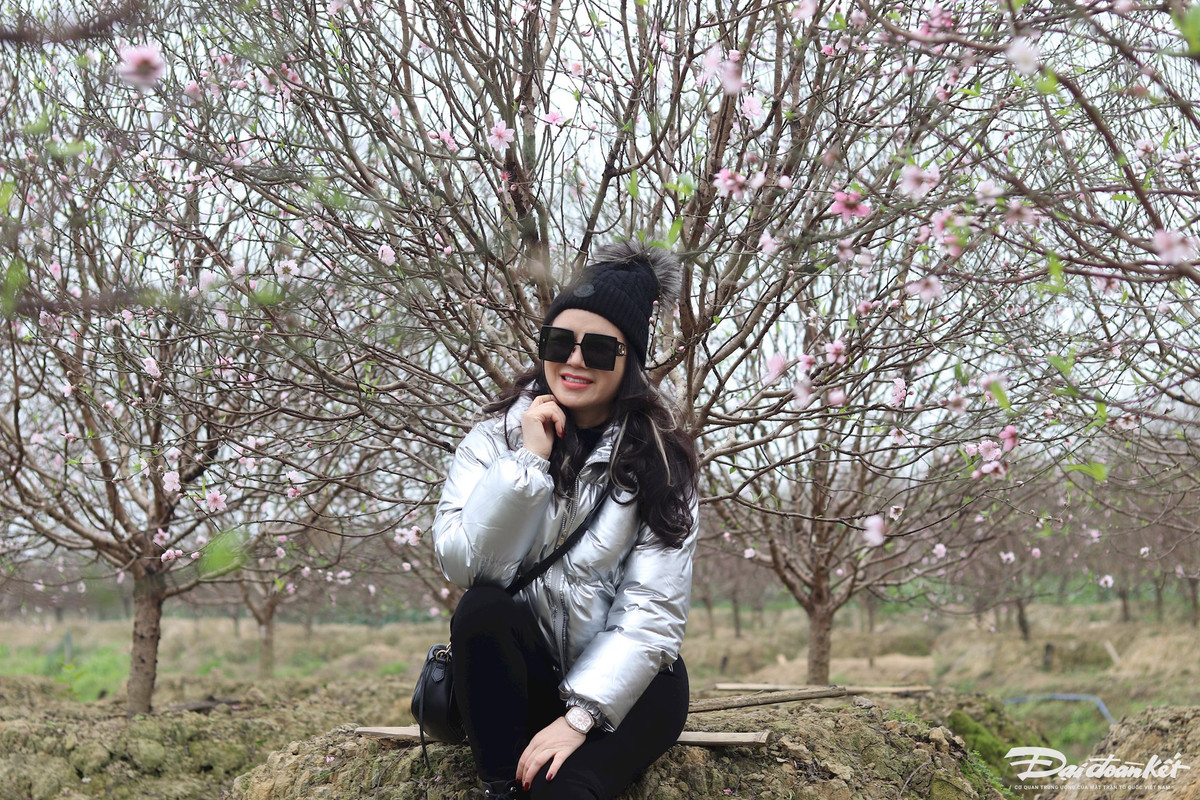 Chị Phương có nhiều bức hình rất đẹp bên các gốc đào đã nở rộ. Ảnh: Đình Minh.