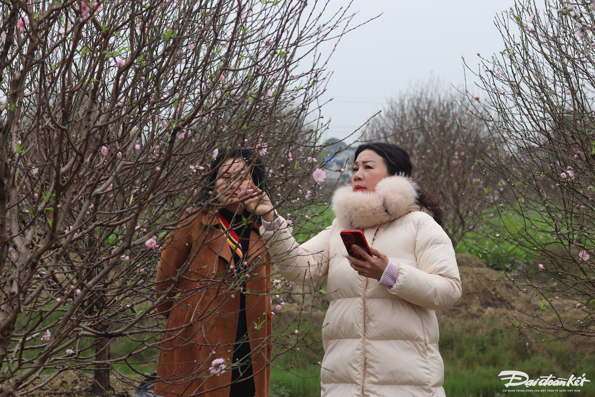 Khách hàng xem đào tại vườn, khi lựa chọn được cây ưng ý sẽ chốt ngay với chủ vườn. Ảnh: Đình Minh.