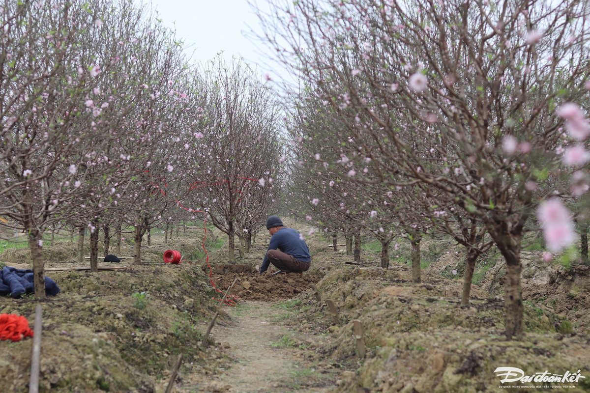 Nếu năm 2020, toàn xã Quảng Chính chỉ có 15 ha trồng đào thì đến nay, đã phát triển lên gấp đôi với diện tích gần 30 ha. Ảnh: Đình Minh.