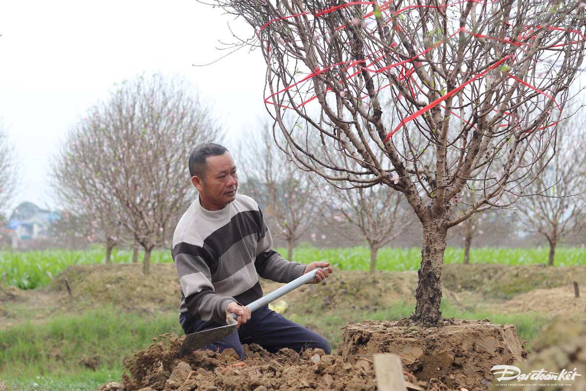 Ông Mai Ngọc Hữu (50 tuổi, trú thôn Đa) năm nay trồng 200 gốc đào phai kép trên diện tích 1.800 m2. Hiện tại, ông Hữu đã bán được hơn 100 gốc đào với giá trung bình mỗi cây là 3 triệu đồng. Ảnh: Đình Minh.