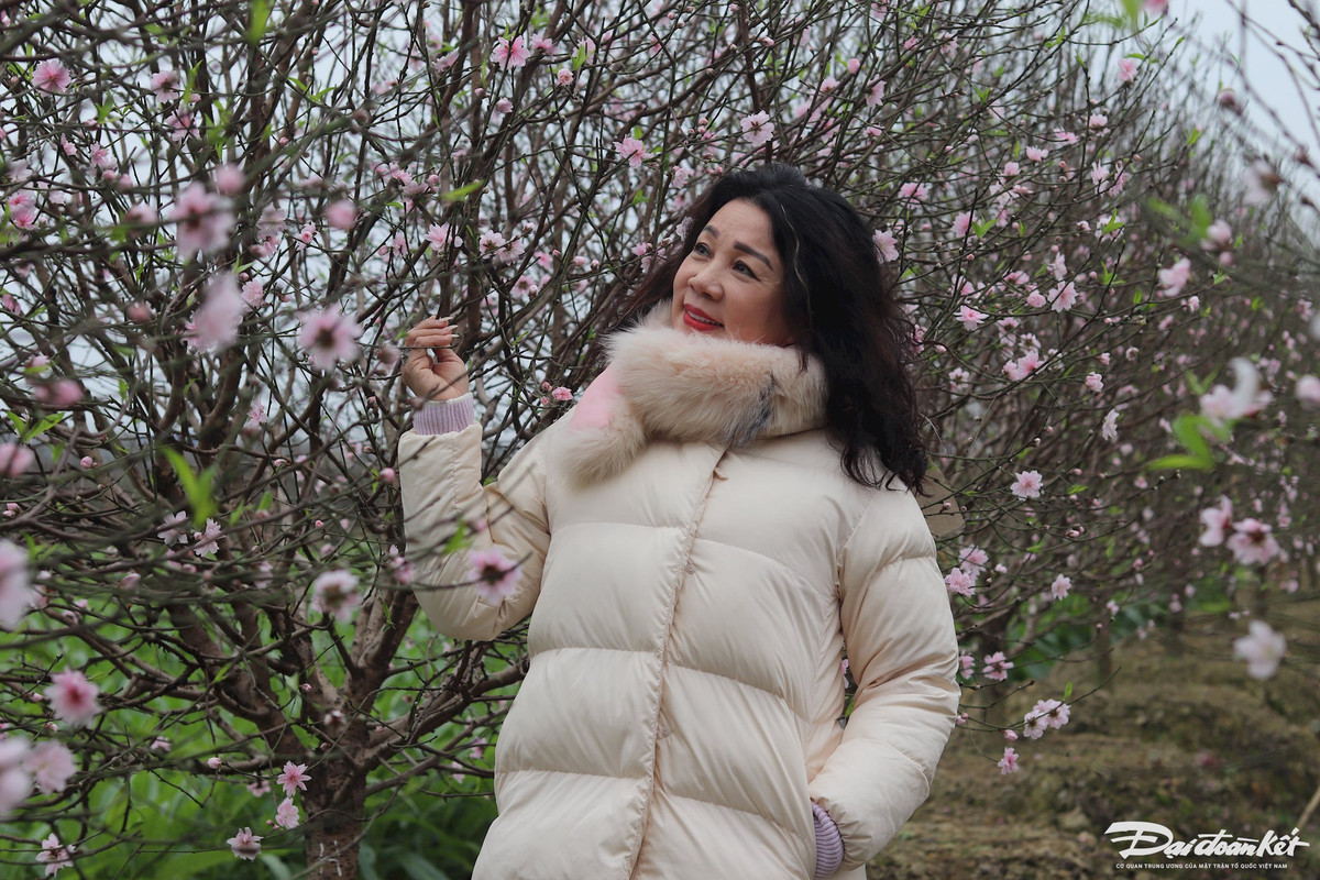 Những nụ đào khỏe sắc rực rỡ trong tiết trời lạnh giá. Ảnh: Đình Minh.