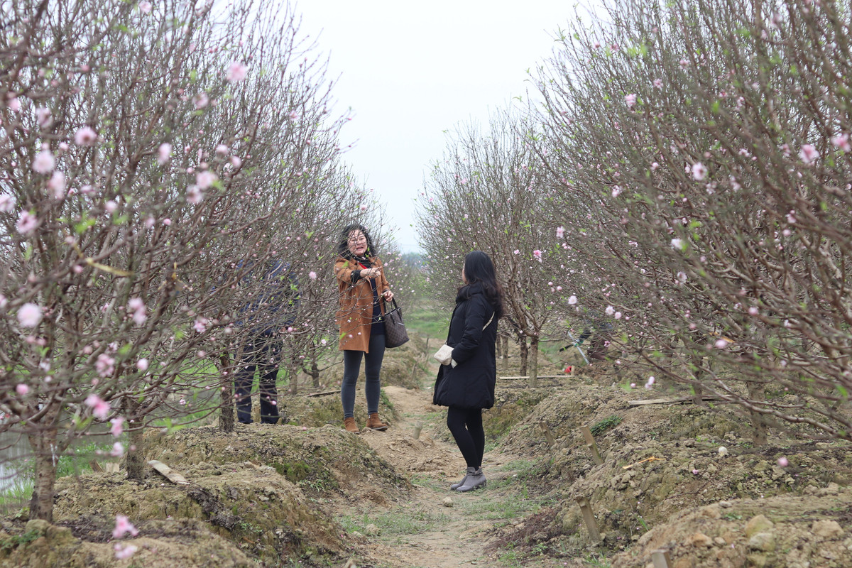 Với những diện tích đào nở đúng dịp và đang được xuất bán, UBND xã dự kiến người trồng đào trong xã sẽ thu về hàng chục tỷ đồng trong vụ đào này.
