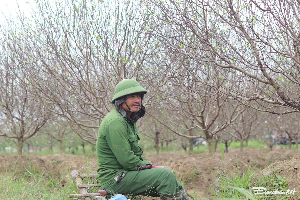 Theo UBND xã Quảng Chính, ngoài thị trường Thanh Hóa, những năm gần đây, đào Quảng Chính đã được bán tận thị trường Hà Nội, Nghệ An, thậm chí nhiều người trong TP Hồ Chí Minh khi biết được vẻ đẹp đặc trưng của đào ở đây cũng tìm cách đặt mua qua việc gửi xe tải.