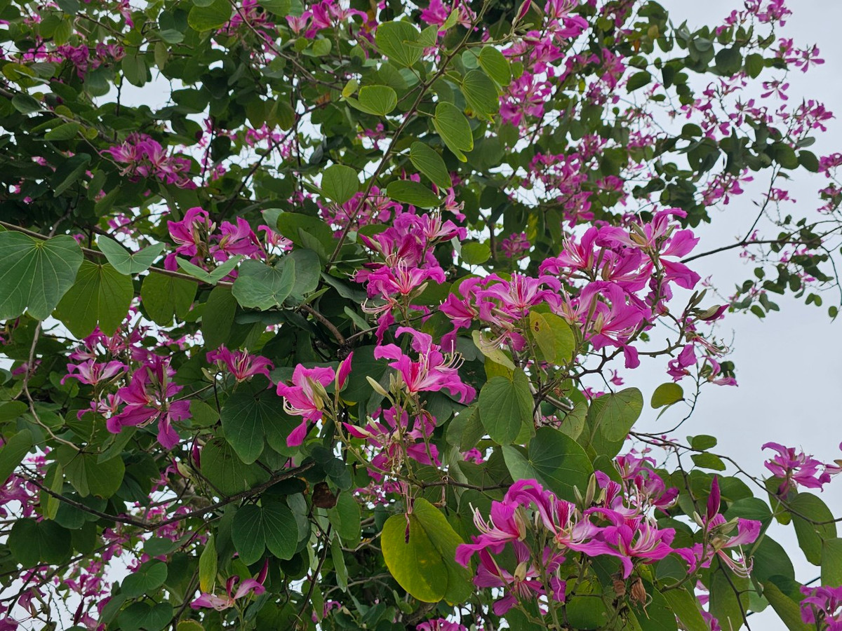 Loài hoa đặc trưng của núi rừng Tây Bắc khoe sắc dịu dàng say đắm lòng người.