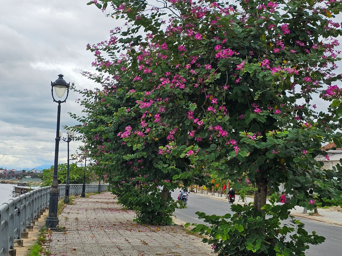 Những ngày Tết đến xuân về, hoa ban nở rộ làm cho cung đường ngoại ô phố Hội thêm phần lãng mạn.