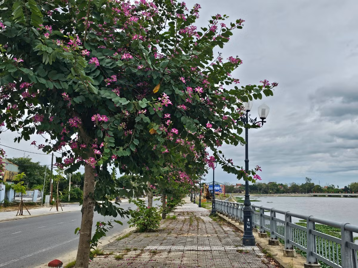 Những chùm hoa tím khoe sắc bên hồ chứa nước Lai Nghi.